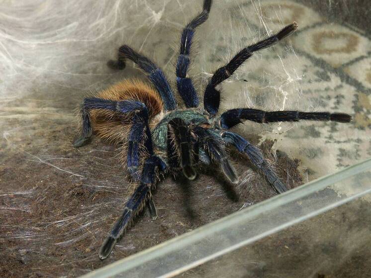 Жители южных регионов РФ страдают от засилья каракуртов