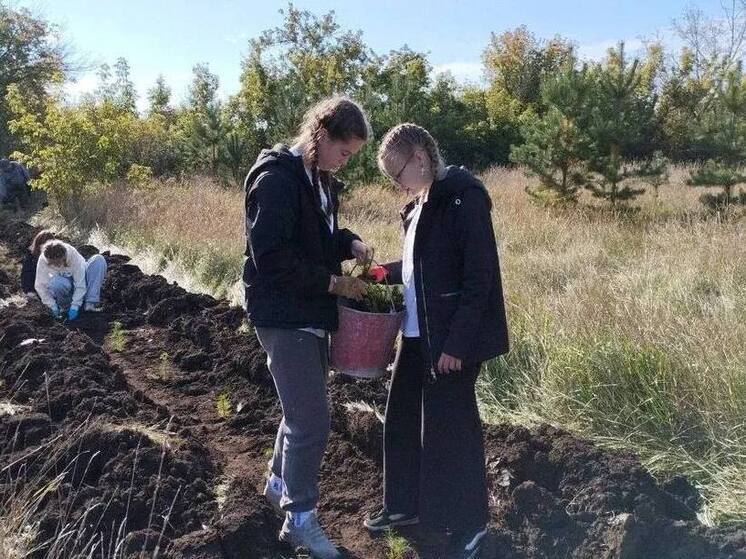 Более 820 тысяч деревьев посадят в Алтайском крае в рамках всероссийской акции