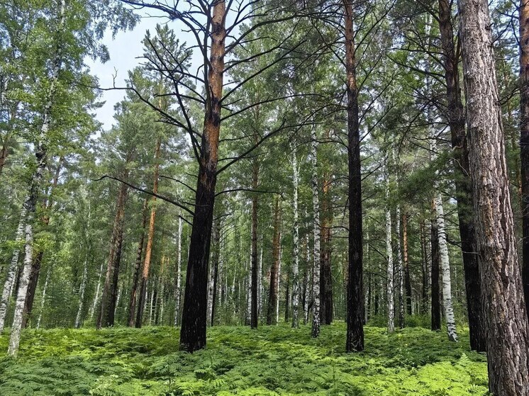 Семейство кабанов выловили в Курортном районе и перевезли в лес