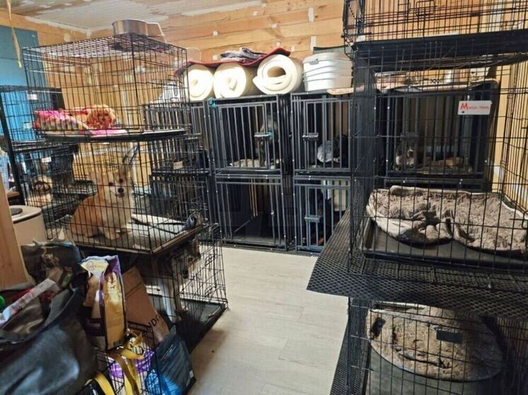 В Чехове полиция проверяет пункт передержки собак после жалоб на жестокое обращение