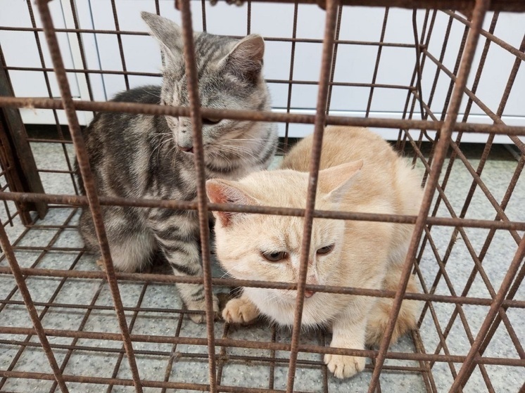 Диких кота и кошку отловили на Ленина в Нарьян-Маре