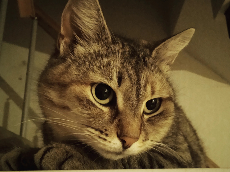 В Подмосковье запустили необычный сервис: продают персональное мурчание кошек