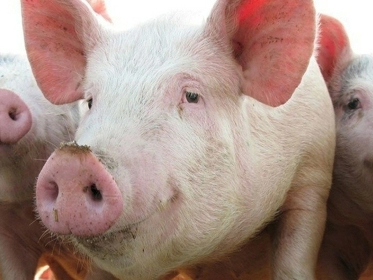 Псковских свиноводов предупреждают: в соседних странах зафиксированы очаги чумы свиней