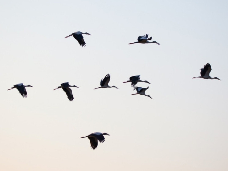 Калужанам напомнили про Всемирный День журавлей