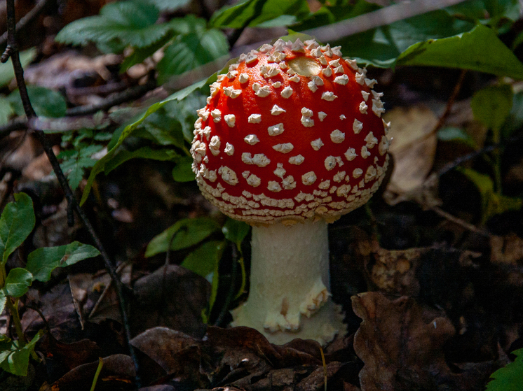 Тит Листопадник требует: что можно и чего нельзя делать 7 сентября