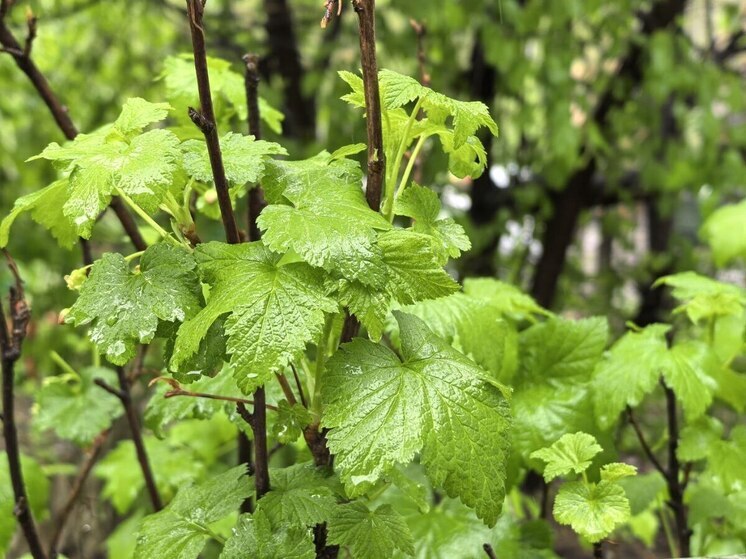 Во Владивостоке на 6 сентября обещают сильные дожди с туманом