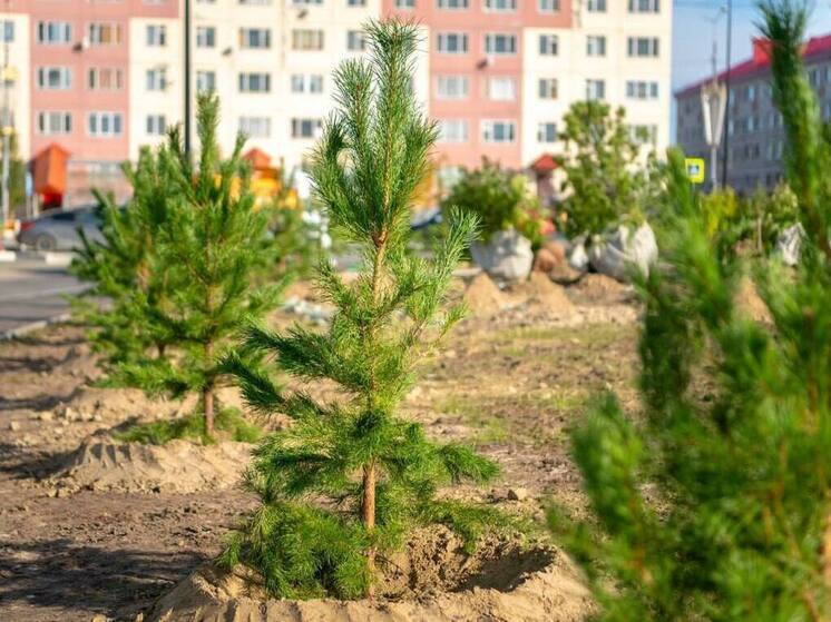 Сосны, рябины и кедры высаживают в сквере у экстрим-парка в Салехарде