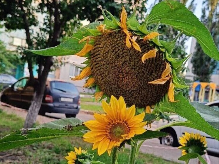 Аграрии приступили к уборке гибридного подсолнечника в ЛНР