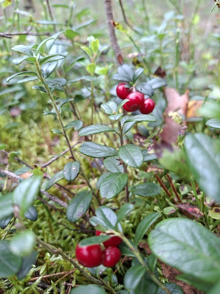 В субботу, 6 сентября, Псковскую область ожидает теплая и ясная погода