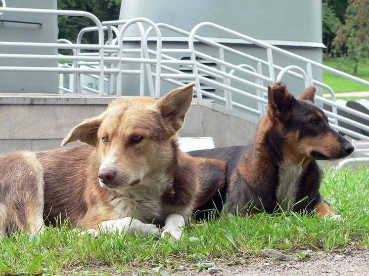Уголовное дело откроют по факту нападения бездомных собак на людей в Омске