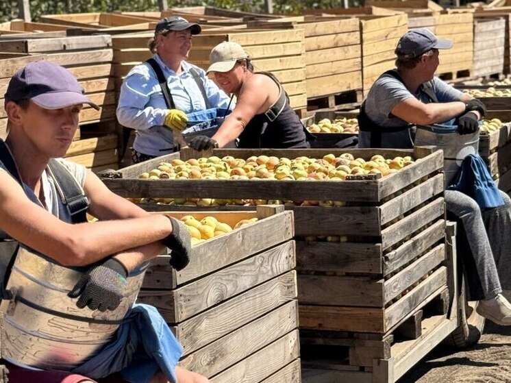 В Крыму собирают урожай яблок: на магазинные прилавки поступают плоды раннего периода созревания. Насколько щедрыми окажутся наши сады после весенних заморозков и летнего вододефицита, рассказывает заместитель министра сельского хозяйства Крыма Николай Тютюник.