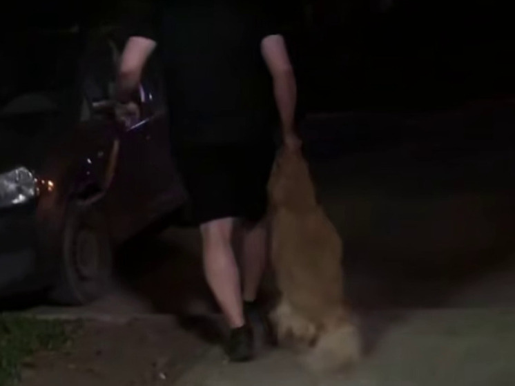 В Дмитрове пьяный мужчина за шкуру тащил за собой испуганного ретривера