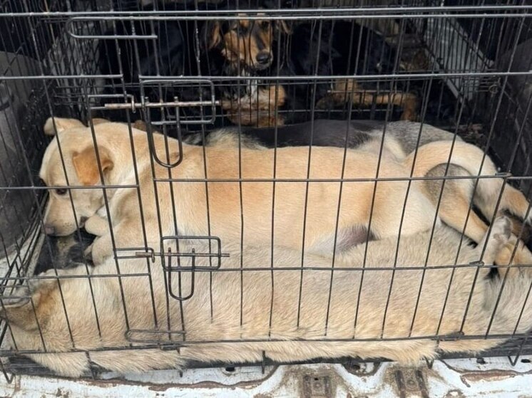 В Курске отловили пять собак в центре города