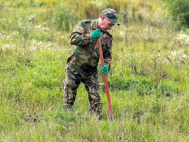 В «зеленом поясе» Черногорска высадили еще около 500 деревьев