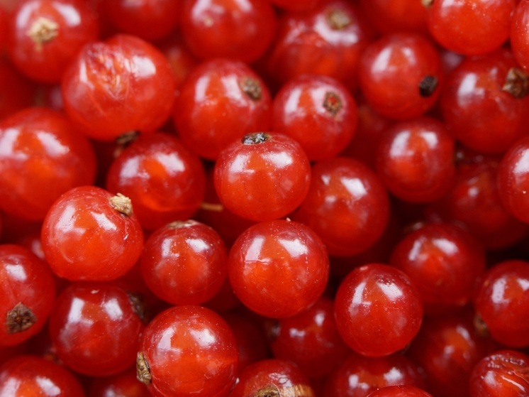 Калужане могут сходить в нацпарк за клюквой