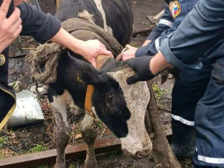 В Кузбассе спасатели вытащили телёнка из глубокой ямы