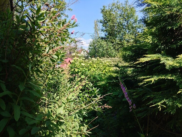 Расчистка Восточной дамбы Абакана от кустарников обойдется почти в 2 млн рублей