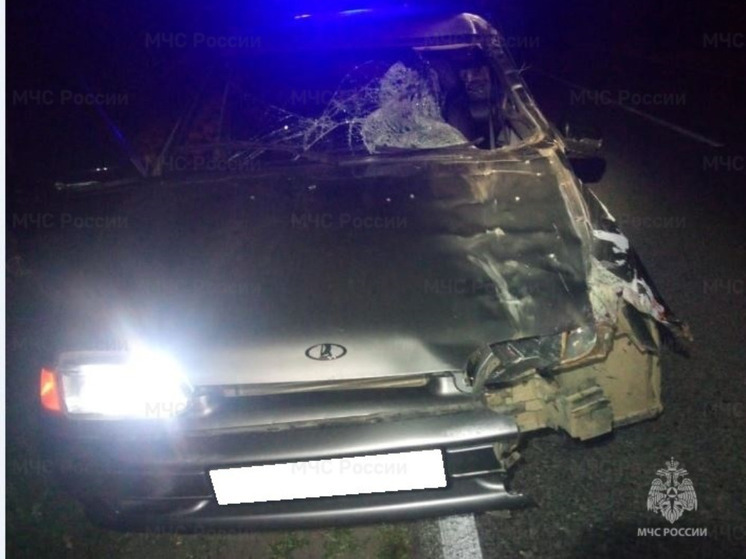 На автодороге «Сухиничи-Козельск» под колёса авто попал лось