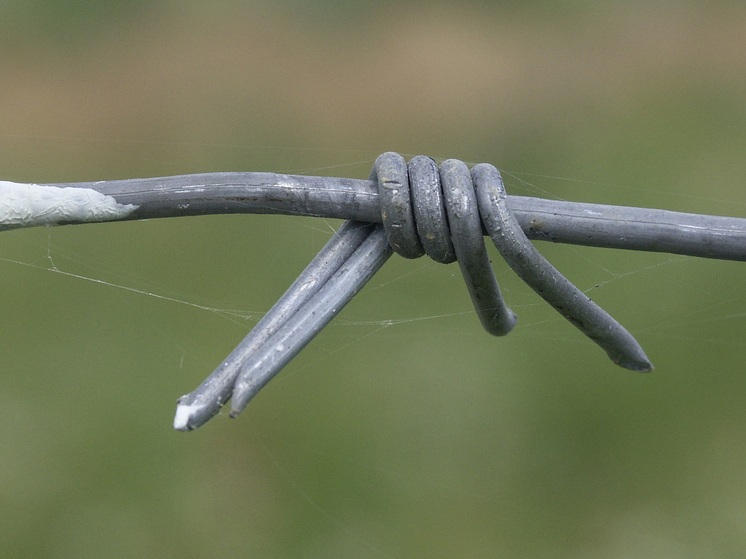 Пожизненно осужденный сенатор Арашуков хочет отпроситься из тюрьмы на спецоперацию