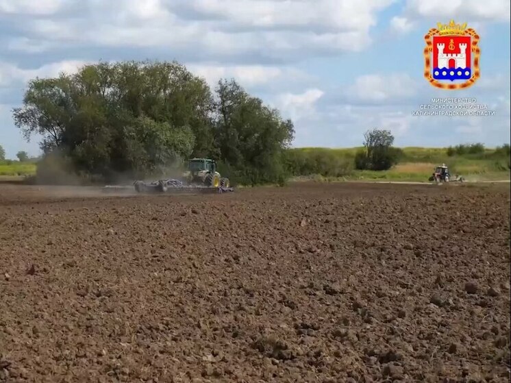 Уборка урожая в Калининградской области замедлилась из-за непрекращающихся дождей