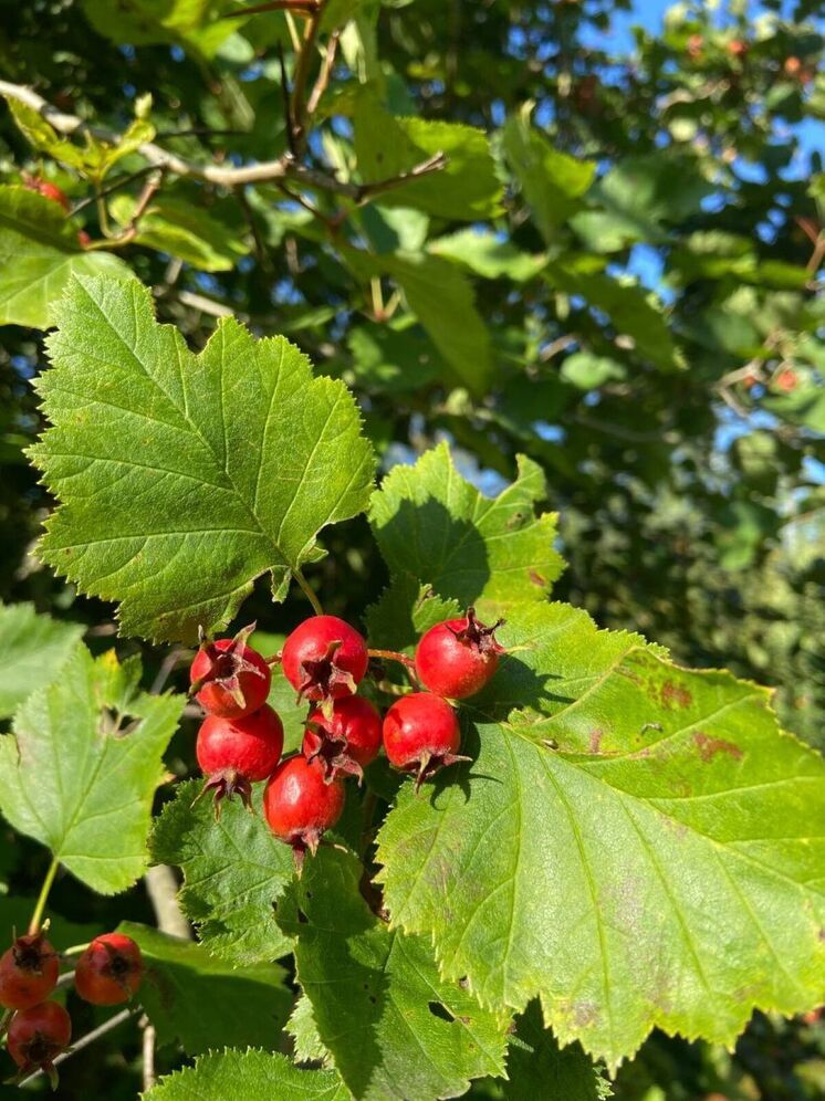 Метеоролог рассказал, какая погода ждет жителей столичного региона на следующей неделе