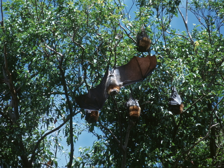 The Telegraph: ученые в Австралии нашли у летучих мышей новый опасный вирус