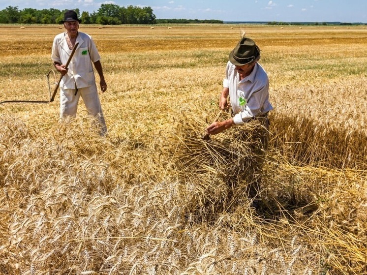 В Калмыкии пришло время косить овес