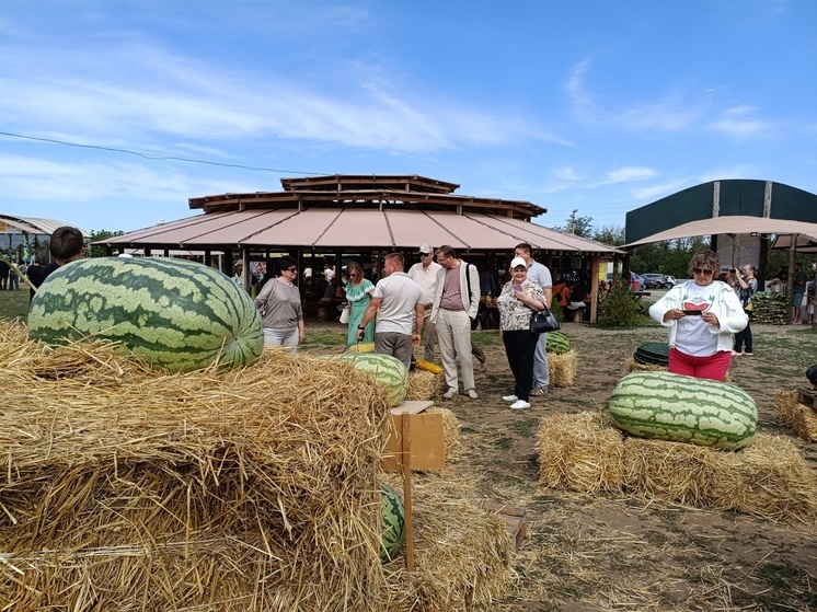 Самый сладкий арбуз России вырастили в Карачаево-Черкесии