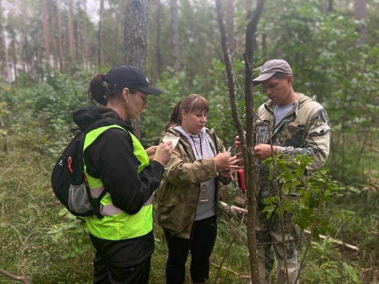 Волонтеры "ЛизаАлерт" Псковской области успешно прошли полевые учения