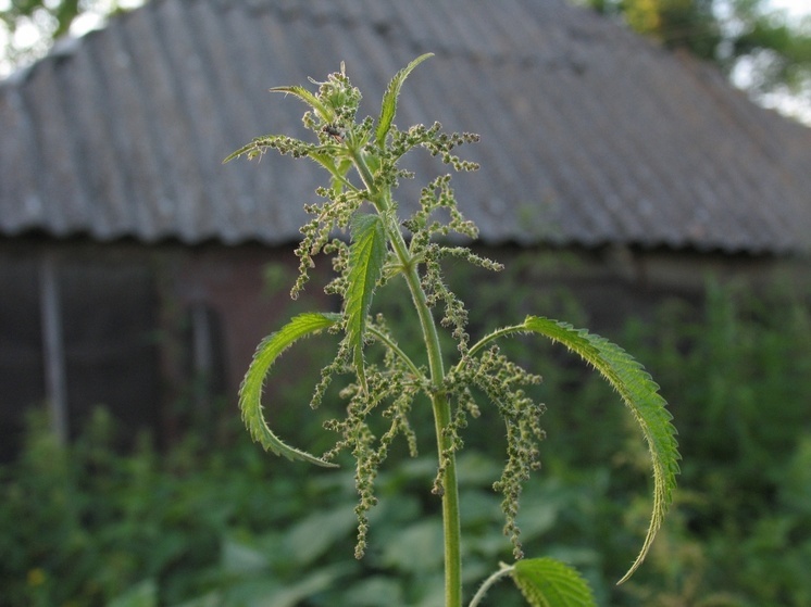 Садоводы готовят удобрение из крапивы — дан простой рецепт от биолога