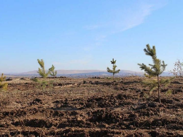 Власти Абакана разрешили свозить растительные отходы на карьер в Подсинее