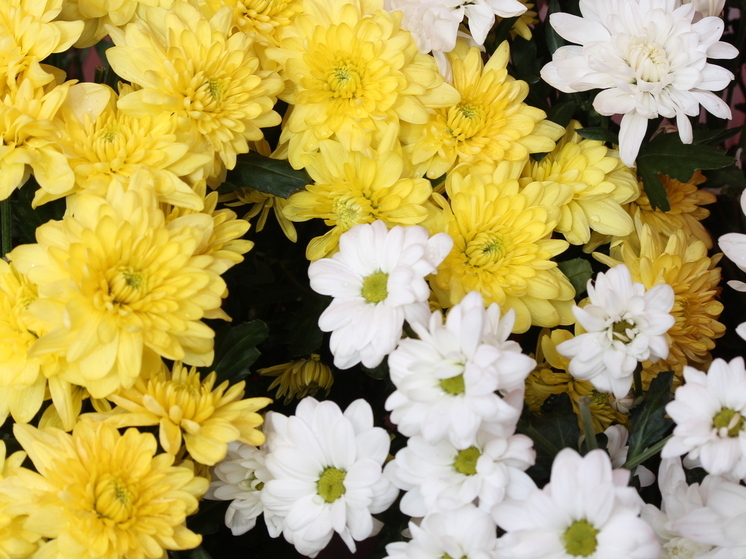 В Нальчике начало осени отметили фестивалем «Уже не лето»