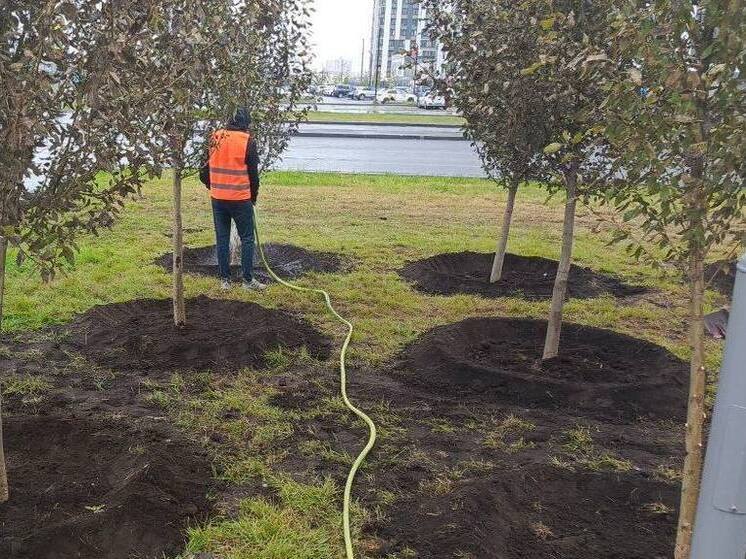 Тюмень высадит более 8 000 деревьев и кустарников для озеленения города