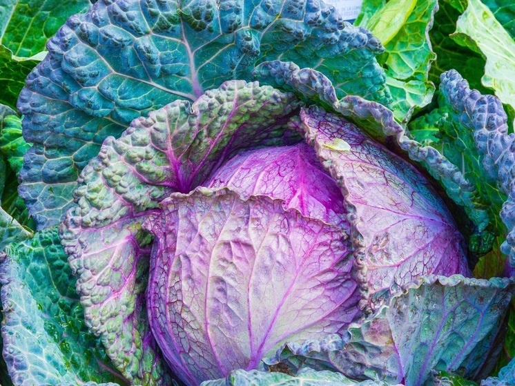 Калужан призвали налегать на капусту