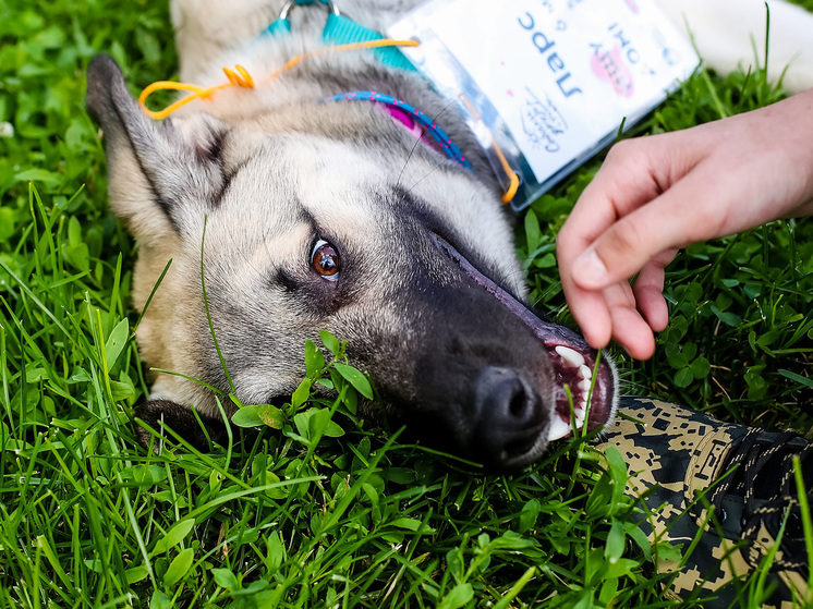 В элитном ЖК «Сколковский» жители рассыпали острый перец для борьбы с собаками