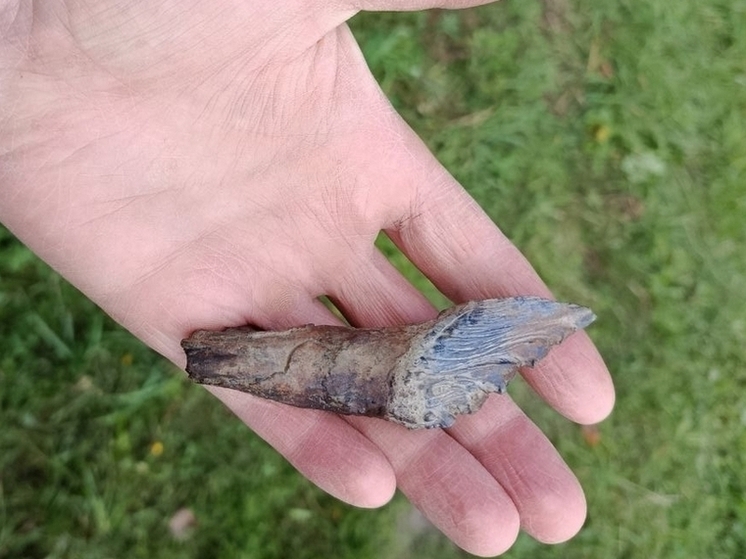 Especialistas da UrFU descobriram um fragmento de dente de um antigo predador marinho