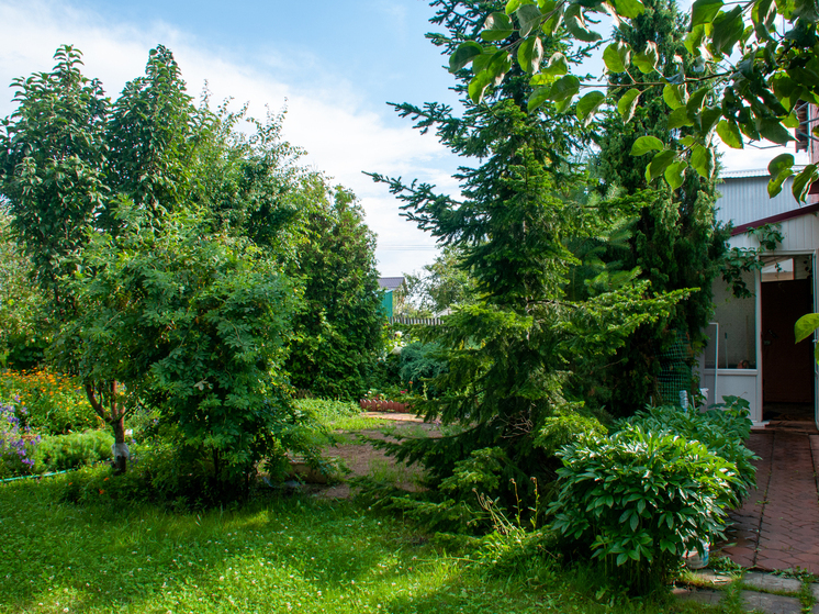 Собака потушила брошенную во двор хозяина динамитную шашку и спасла семью