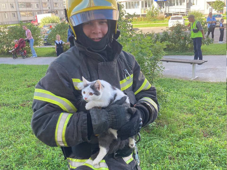 Новгородские пожарные освободили застрявшего в окне кота