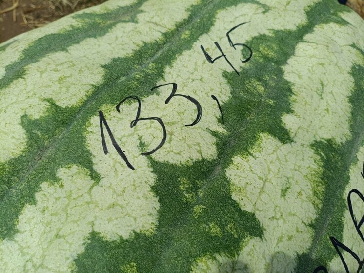 Калужанин вырастил арбуз на 133 кг и кабачок-рекордсмен