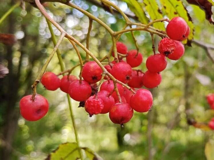 Россиянам рассказали, что приготовить из рябины