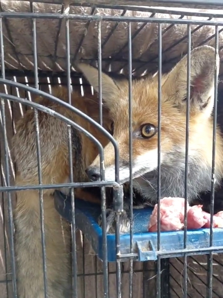 В калужский «Феникс» вернулась рыжая Бетси
