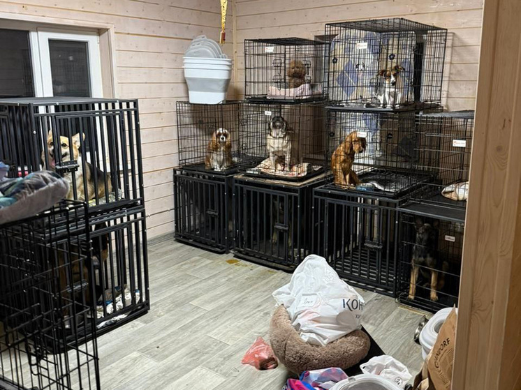 Предъявлено обвинение владельцам зоогостиницы в подмосковном Чехове