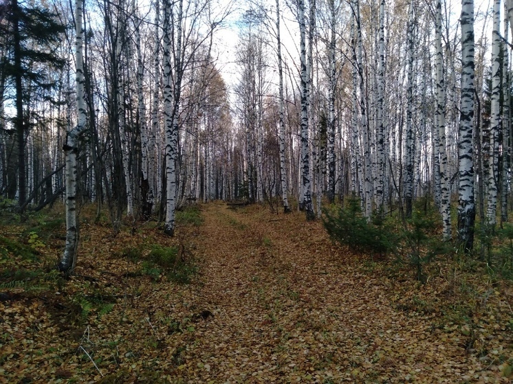 Погиб грибник, которого несколько дней искали возле Нижнего Тагила