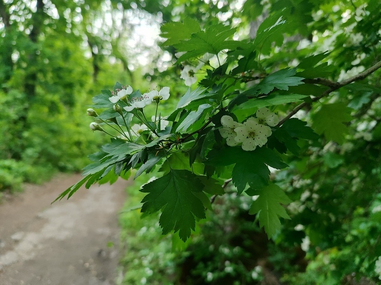 В лесах КБР высадят почти 70 тысяч саженцев
