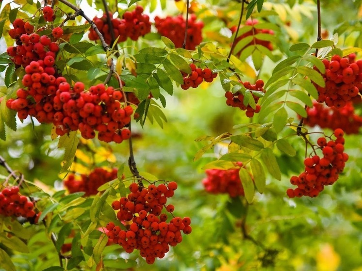 Народные приметы: чего не стоит делать 9 сентября, в Пименов день