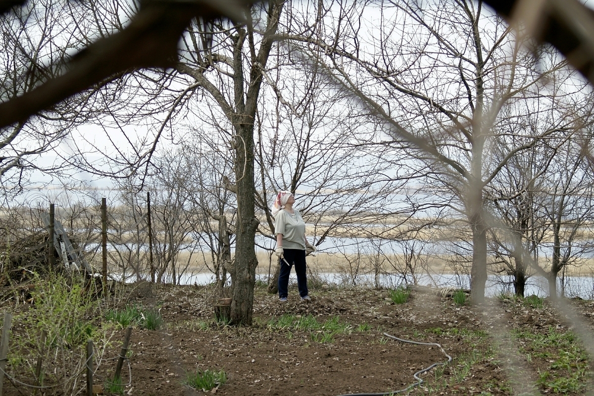 "La lotta al taglio illegale di alberi in Russia: sanzioni severe per proteggere le foreste"