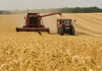 В Воронежской области вторая декада июля стала началом уборочной кампании по зерновым и зернобобовым культурам на общей площади 1 млн 480 тысяч гектаров. Ранние зерновые были собраны с площади 1 млн 239 тысяч гектаров, принесшие урожай весом 4817 тысяч тонн зерна