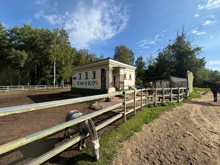 Пони-клуб на набережной в Петрозаводске обвиняют в недобросовестном уходе за животными