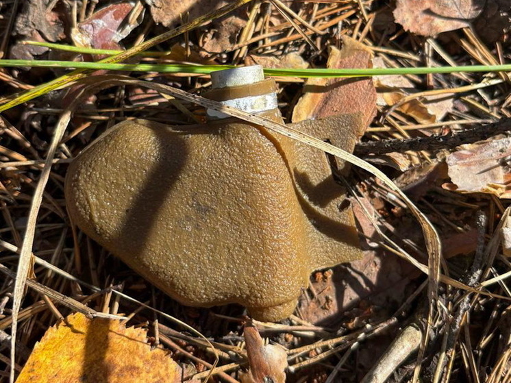 В лесу Марий Эл нашли мину: ОМОН обследовал находку