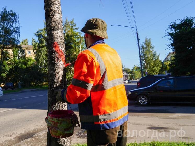 В Вологде красными крестами метят аварийные деревья